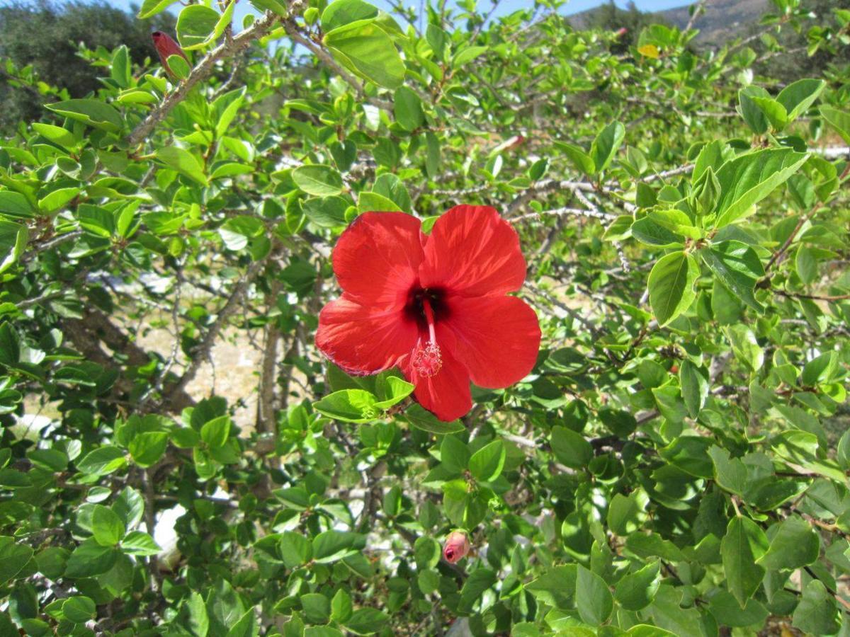 Elisso Villas Platis Gialos  외부 사진